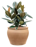 Ficus elastica 'Abidjan' in Terra Antica Hydrocultuur Hydrocultuur