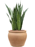Sansevieria zeylanica in Terra Antica Hydrocultuur Hydrocultuur
