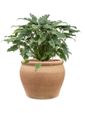 Philodendron 'Xanadu' in Terra Antica Hydrocultuur Hydrocultuur