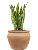 Sansevieria trifasciata 'Laurentii' in Terra Antica Hydrocultuur Hydrocultuur