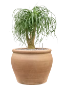 Beaucarnea recurvata in Terra Antica Grond (Vulkastrat)