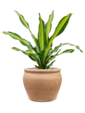 Dracaena fragrans 'Burley' in Terra Antica Grond (Vulkastrat)