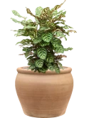 Calathea makoyana in Terra Antica Grond (Vulkastrat)