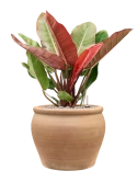 Philodendron 'Prince of Orange' in Terra Antica Grond (Vulkastrat)