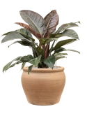 Philodendron 'Imperial Red' in Terra Antica Grond (Vulkastrat)