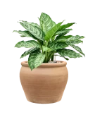 Aglaonema 'Chantal' in Terra Antica Grond (Vulkastrat)