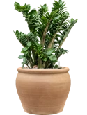 Zamioculcas zamiifolia 'Zenzi' in Terra Antica Grond (Vulkastrat)