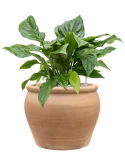Anthurium ellipticum 'Jungle Bush' in Terra Antica Grond (Vulkastrat)