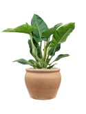 Philodendron 'Imperial Green' in Terra Antica Grond (Vulkastrat)