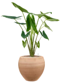 Alocasia zebrina in Terra Moderna Grond (Vulkastrat)