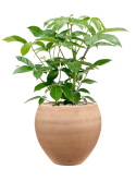 Schefflera actinophylla 'Amate' in Terra Moderna Grond (Vulkastrat)