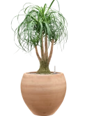 Beaucarnea recurvata in Terra Moderna Grond (Vulkastrat)