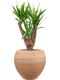 Yucca elephantipes in Terra Moderna Grond (Vulkastrat)
