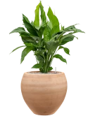 Spathiphyllum 'Sweet Lauretta' in Terra Moderna Grond (Vulkastrat)