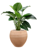 Philodendron 'Green Beauty' in Terra Moderna Grond (Vulkastrat)