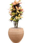Croton (Codiaeum) variegatum 'Mrs. Iceton' in Terra Moderna Grond (Vulkastrat)