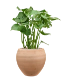 Monstera deliciosa in Terra Moderna Grond (Vulkastrat)