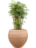 Aralia (Polyscias) 'Ming' in Terra Moderna Grond (Vulkastrat)
