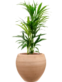 Kentia (Howea) forsteriana in Terra Moderna Hydrocultuur