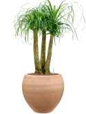 Beaucarnea recurvata in Terra Moderna Hydrocultuur