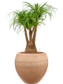 Beaucarnea recurvata in Terra Moderna Hydrocultuur
