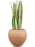 Sansevieria trifasciata 'Silver Mist' in Terra Moderna Hydrocultuur