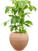 Schefflera actinophylla 'Amate' in Terra Moderna Hydrocultuur