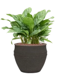 Aglaonema 'Stripes' in Mediterranean Hydrocultuur
