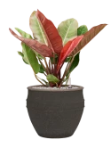 Philodendron 'Prince of Orange' in Mediterranean Grond (Vulkastrat)