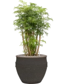 Aralia (Polyscias) 'Ming' in Mediterranean Grond (Vulkastrat)