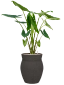 Alocasia zebrina in Mediterranean Grond (Vulkastrat)