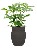 Schefflera actinophylla 'Amate' in Mediterranean Grond (Vulkastrat)