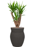 Yucca elephantipes in Mediterranean Grond (Vulkastrat)