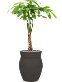 Pachira aquatica in Mediterranean Grond (Vulkastrat)