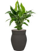 Spathiphyllum 'Sweet Lauretta' in Mediterranean Grond (Vulkastrat)