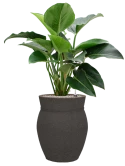 Philodendron 'Green Beauty' in Mediterranean Grond (Vulkastrat)