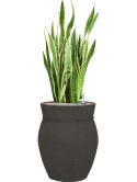 Sansevieria trifasciata 'Laurentii' in Mediterranean Grond (Vulkastrat)