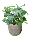 Monstera deliciosa in Cement & Stone Grond (Vulkastrat)