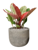 Philodendron 'Prince of Orange' in Cement & Stone Grond (Vulkastrat)
