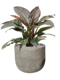 Philodendron 'Imperial Red' in Cement & Stone Grond (Vulkastrat)