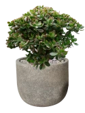 Crassula ovata 'Sunset' in Cement & Stone Grond (Vulkastrat)