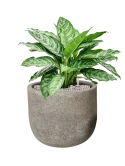 Aglaonema 'Chantal' in Cement & Stone Grond (Vulkastrat)