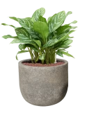 Aglaonema 'Stripes' in Cement & Stone Hydrocultuur