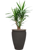 Yucca elephantipes in Mediterranean Grond (Vulkastrat)
