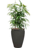 Ficus binnendijkii 'Amstel King' in Mediterranean Hydrocultuur