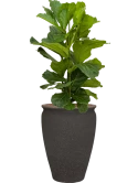 Ficus lyrata in Mediterranean Hydrocultuur