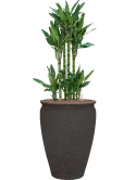 Dracaena fragrans 'Burundii' in Mediterranean Hydrocultuur