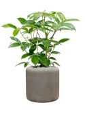 Schefflera actinophylla 'Amate' in Baq Nucast Grond (Vulkastrat)