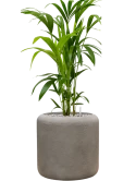 Kentia (Howea) forsteriana in Baq Nucast Grond (Vulkastrat)