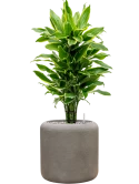 Dracaena fragrans 'Golden Coast' in Baq Nucast Grond (Vulkastrat)